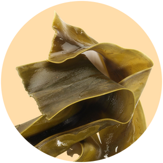 Norwegian Kelp