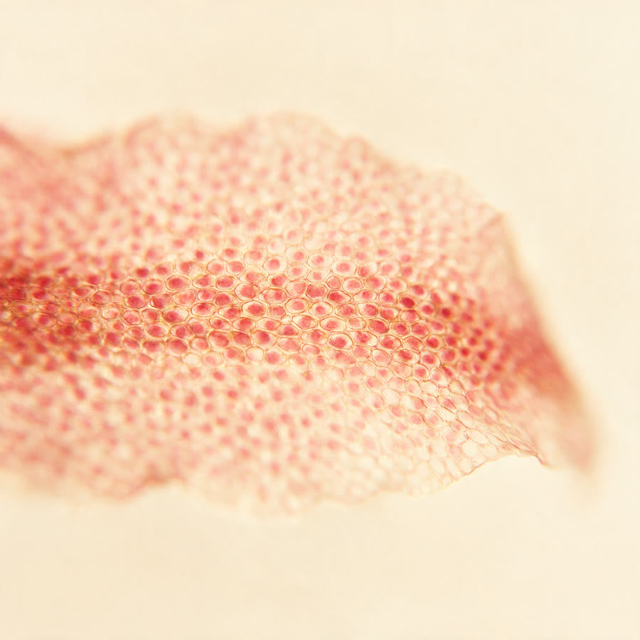 Macro van een blad rode algen, het hoofdingredient van het LUR oogserum
